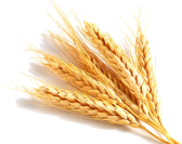 wheat grain wheat grain